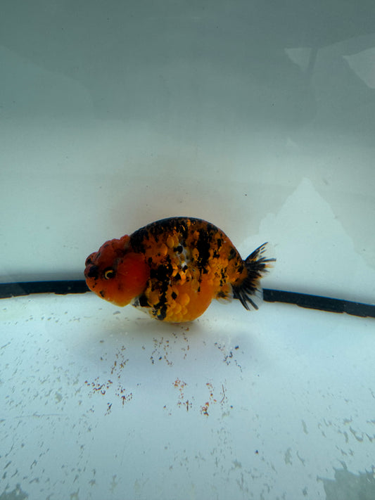 Red tiger ranchu.  WVF1072