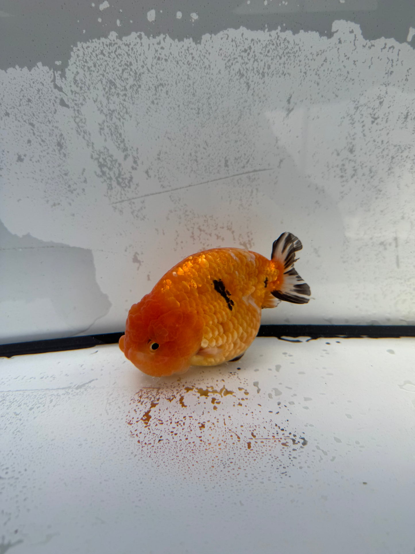Sakura Ranchu. WVF746