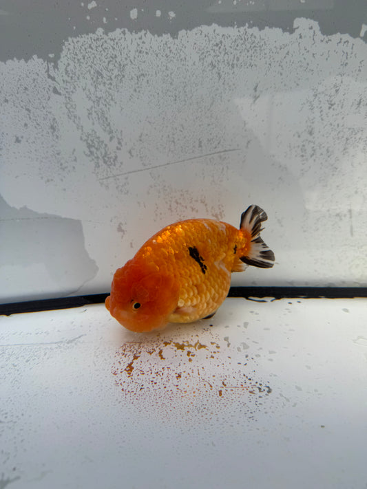 Sakura Ranchu. WVF746
