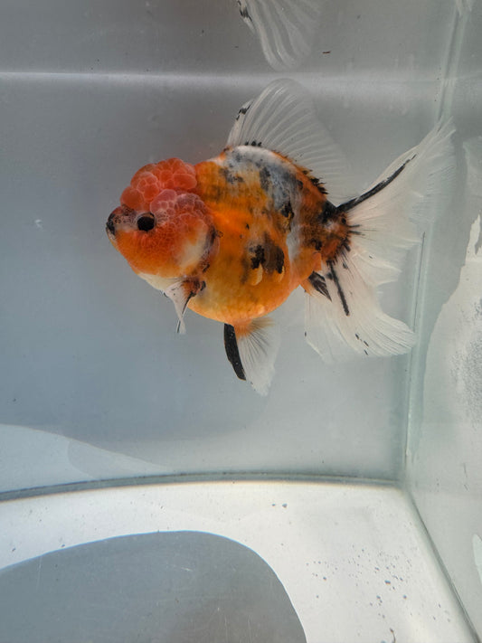 Calico Oranda.  WVF150