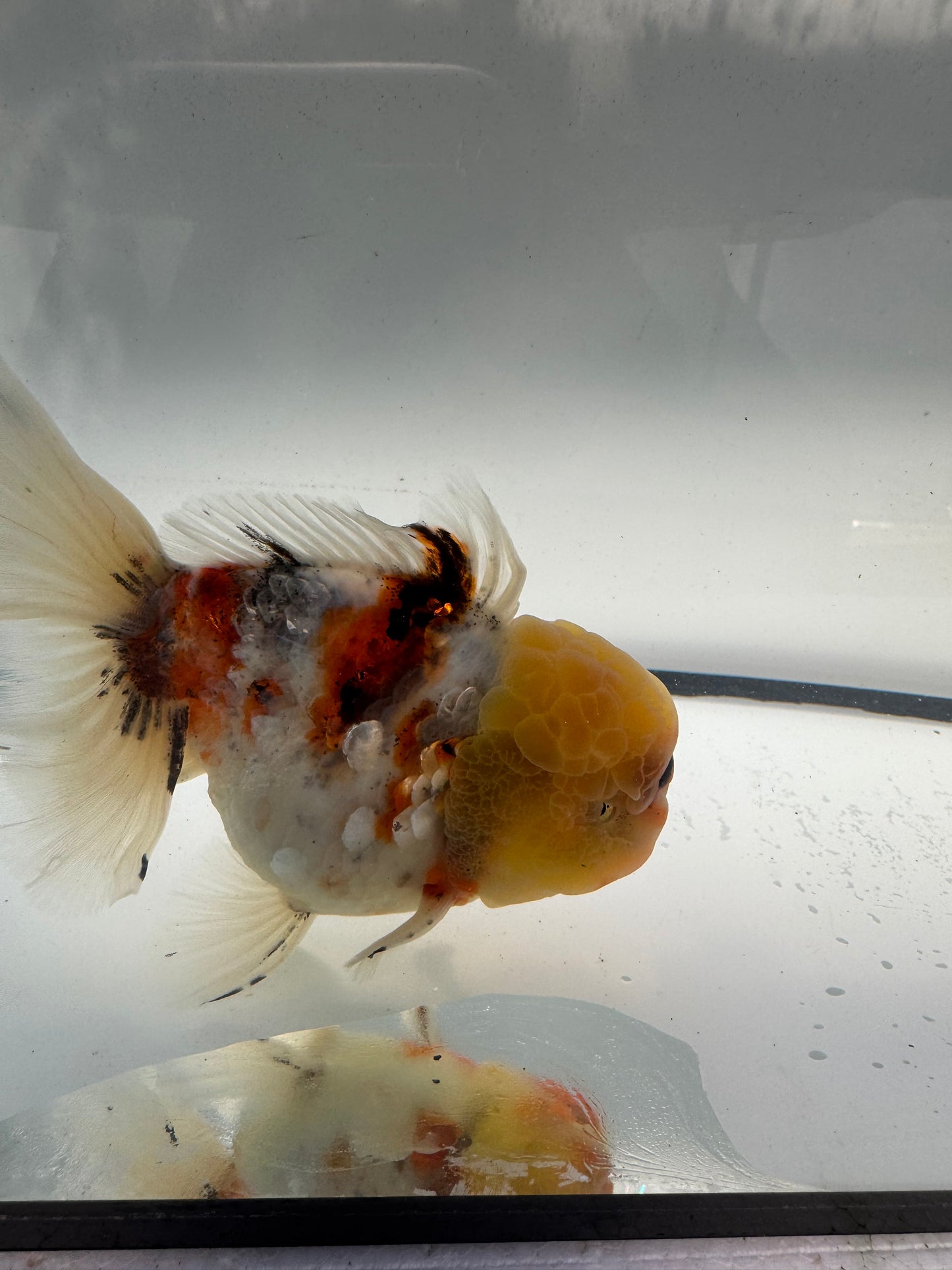 Calico Oranda. WVF913