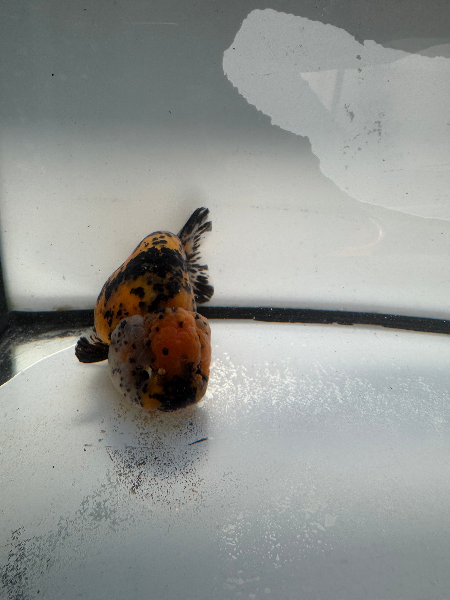 Calico Ranchu. WVF1038