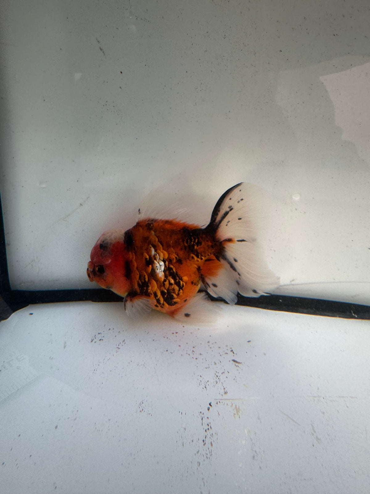 Calico Oranda. WVF1215