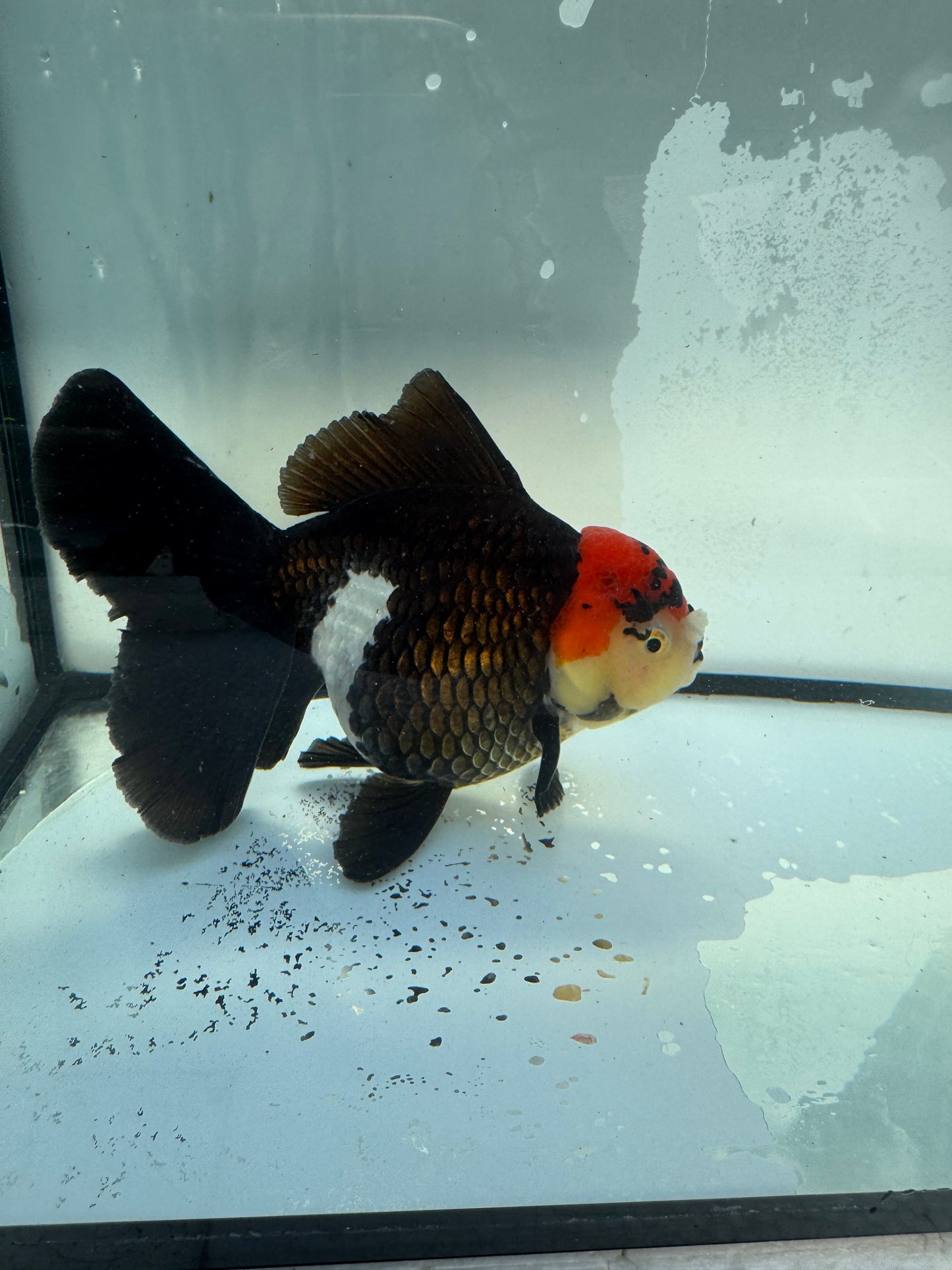Tricolour Oranda. WVF1095
