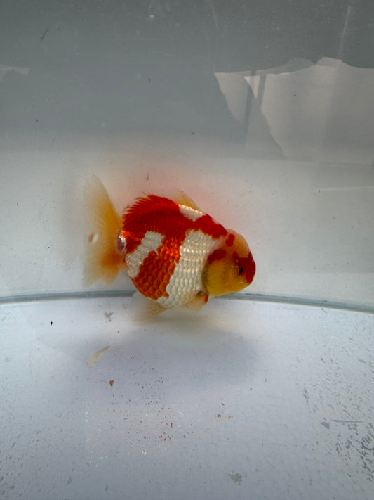 Red&white Oranda. WVF330