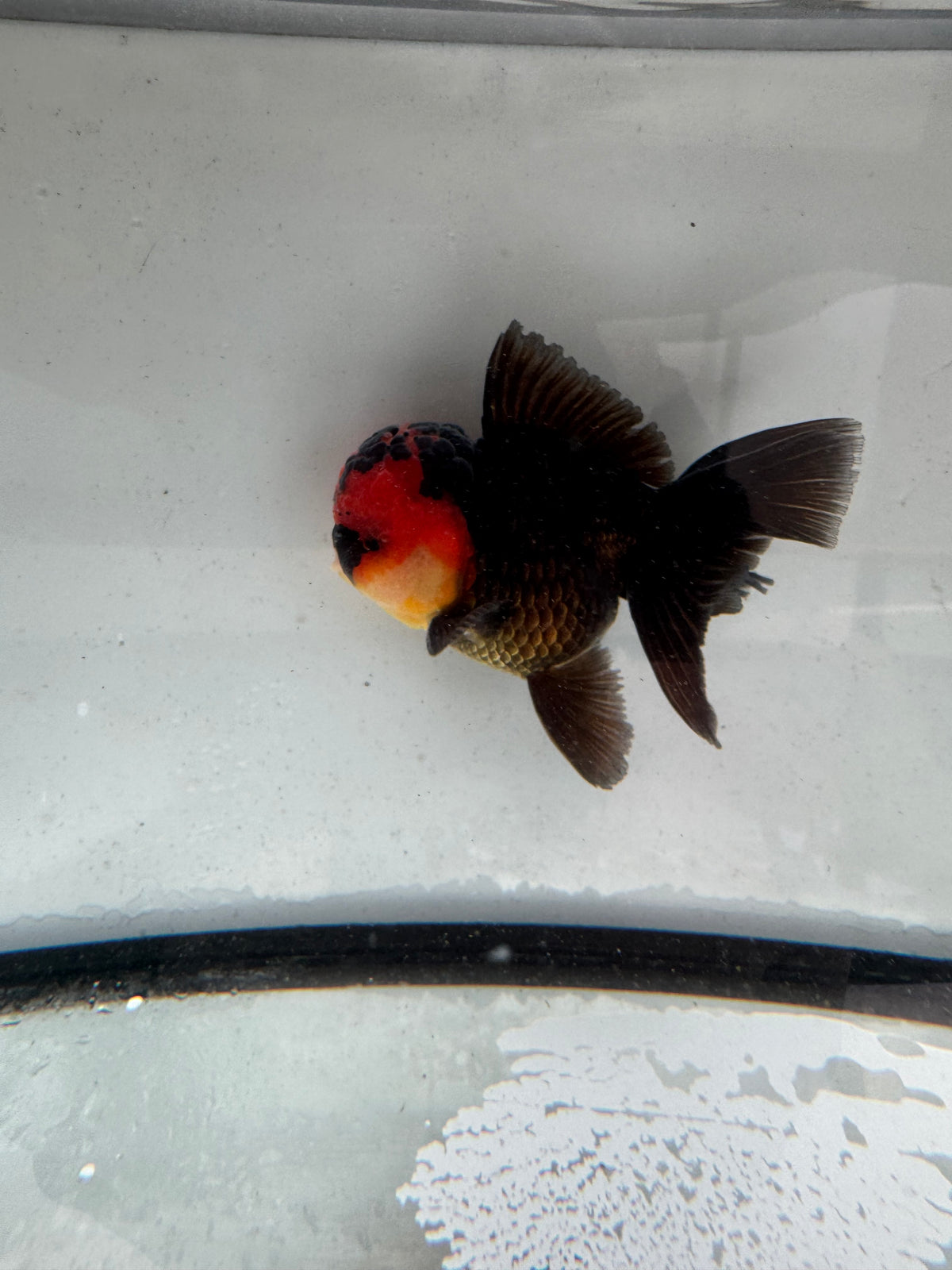 Redhead black Oranda. WVF1165