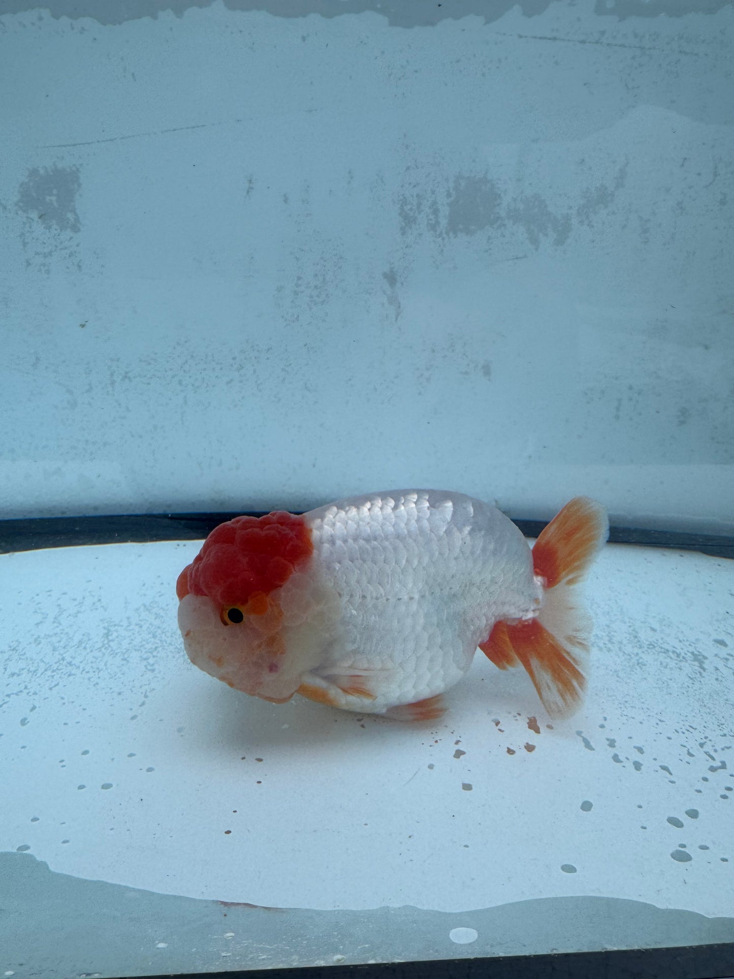 Red&white Ranchu. WVF452
