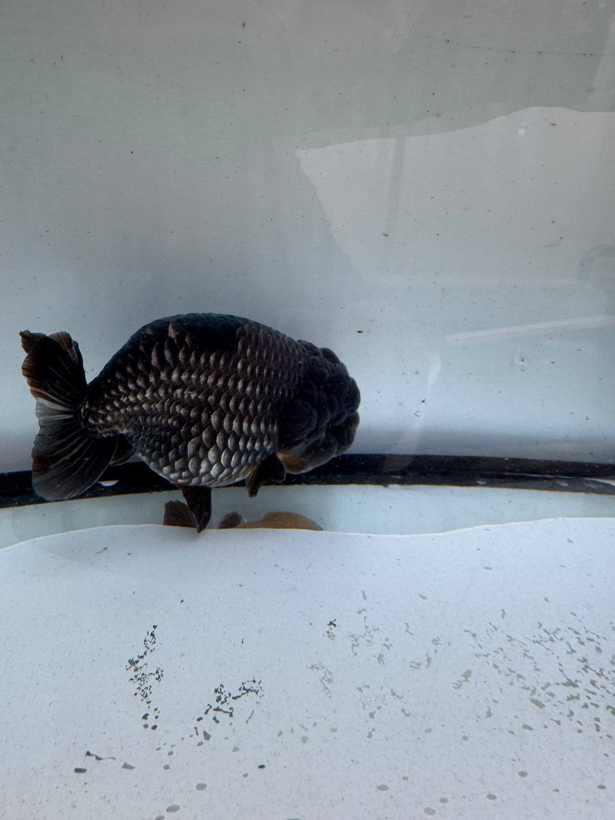 Ochiba Ranchu. WVF1240