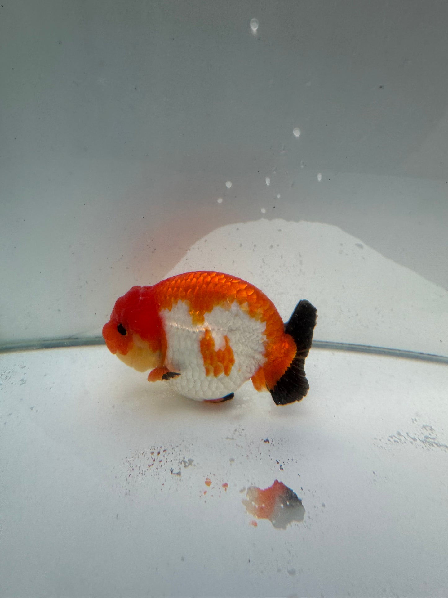 Tricolour Ranchu. WVF036