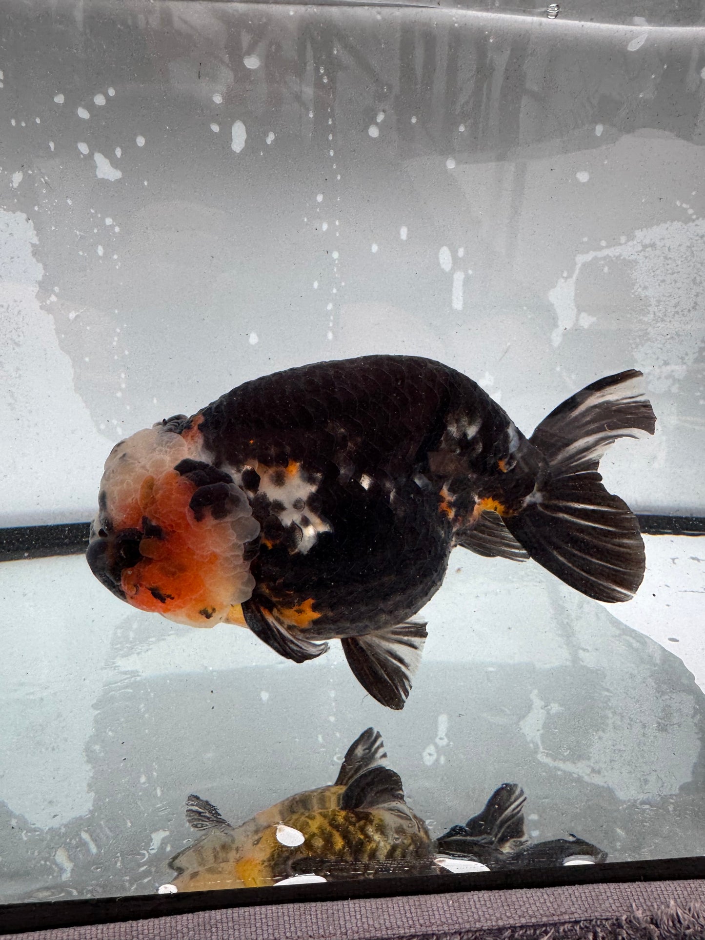 Calico Ranchu. WVF393