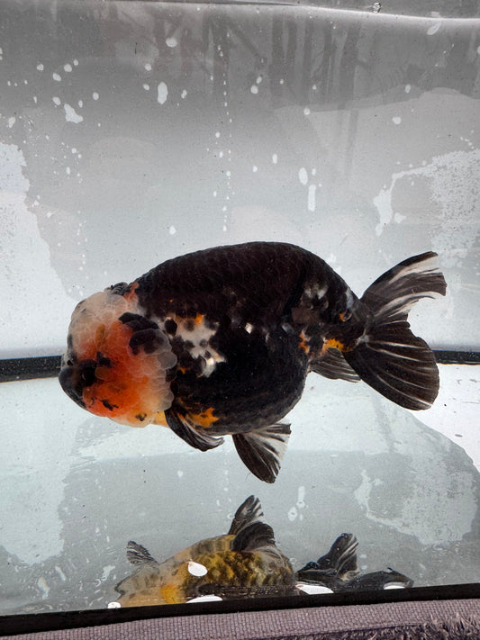 Calico Ranchu. WVF393