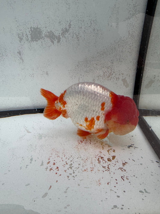 Red&white Ranchu. WVF457