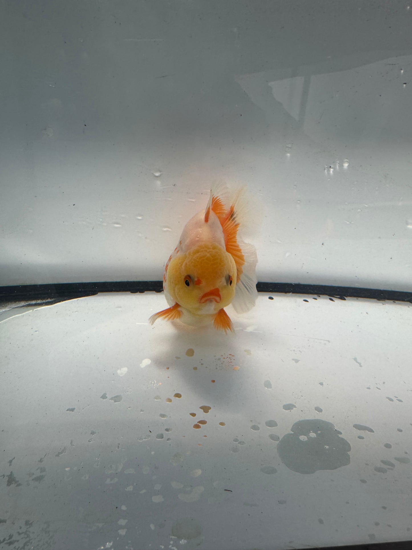 Red&white  oranda.  WVF939