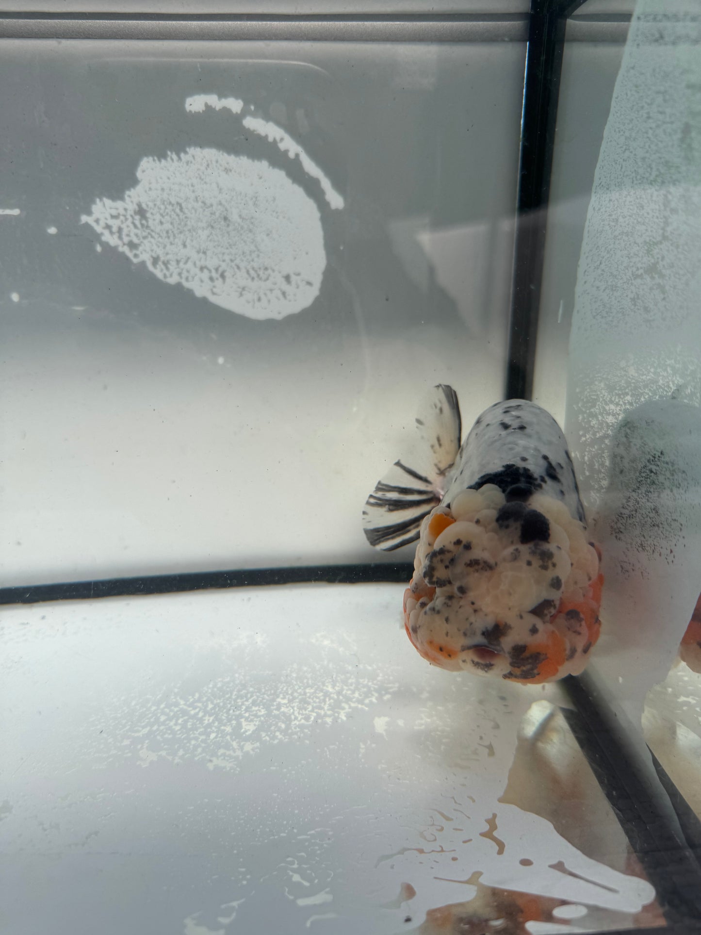 Matalic calico Ranchu. WVF947