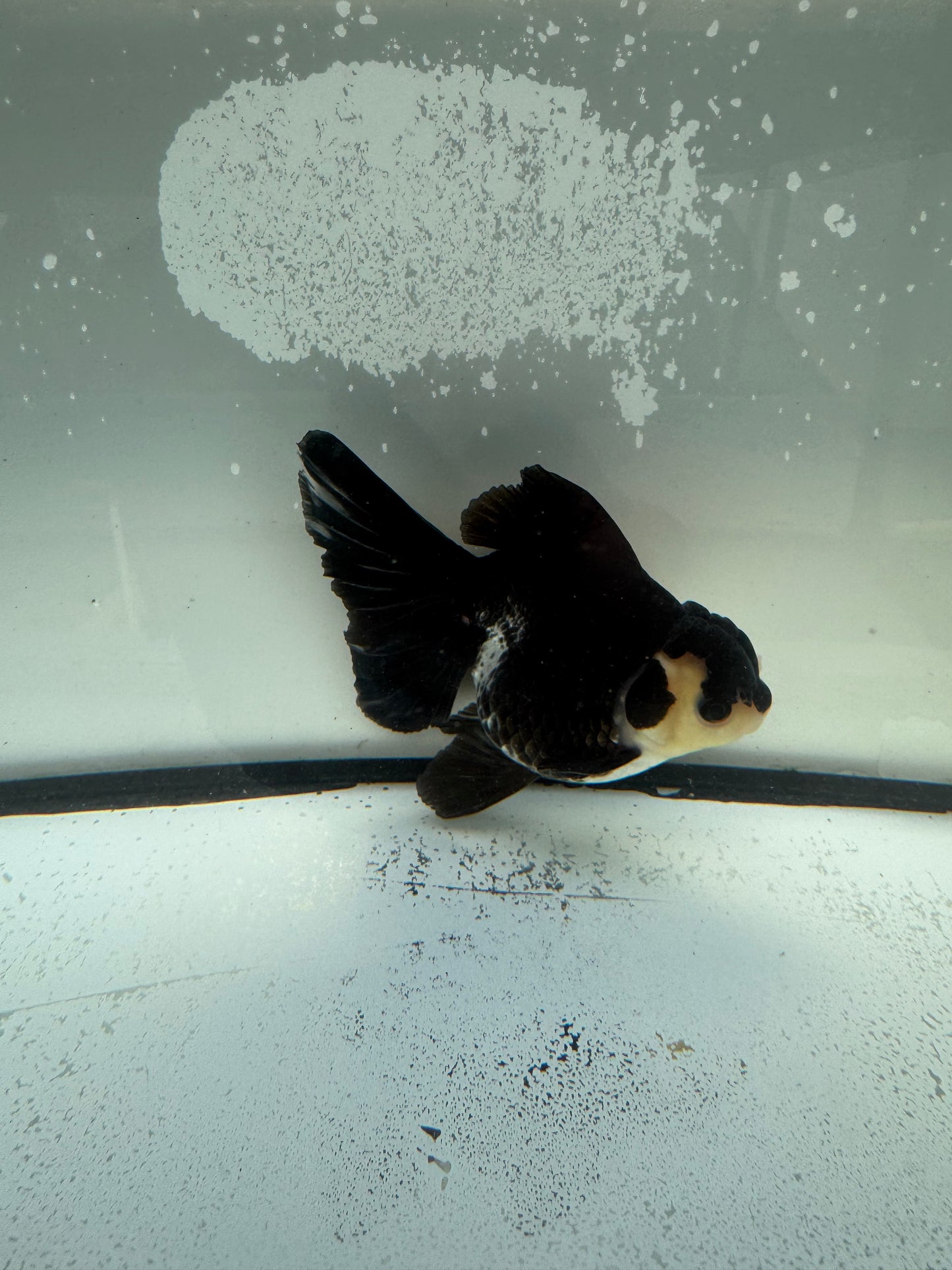 Panda Oranda. WVF1138