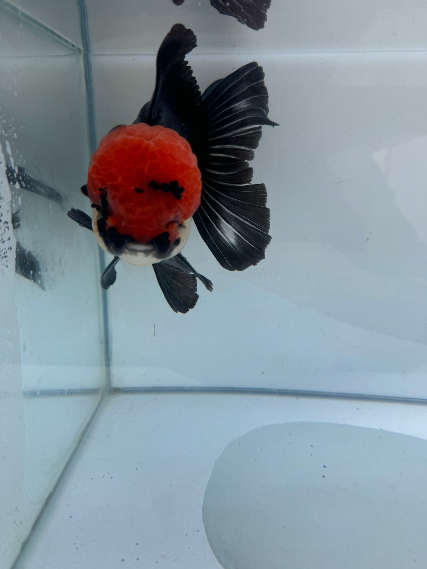 Tricolour Oranda. WVF283