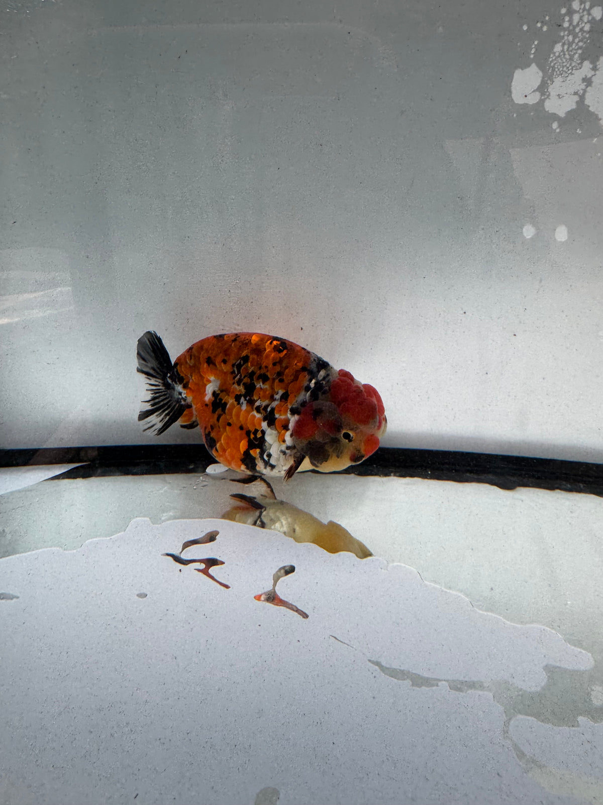 Metalic calico Ranchu. WVF1232