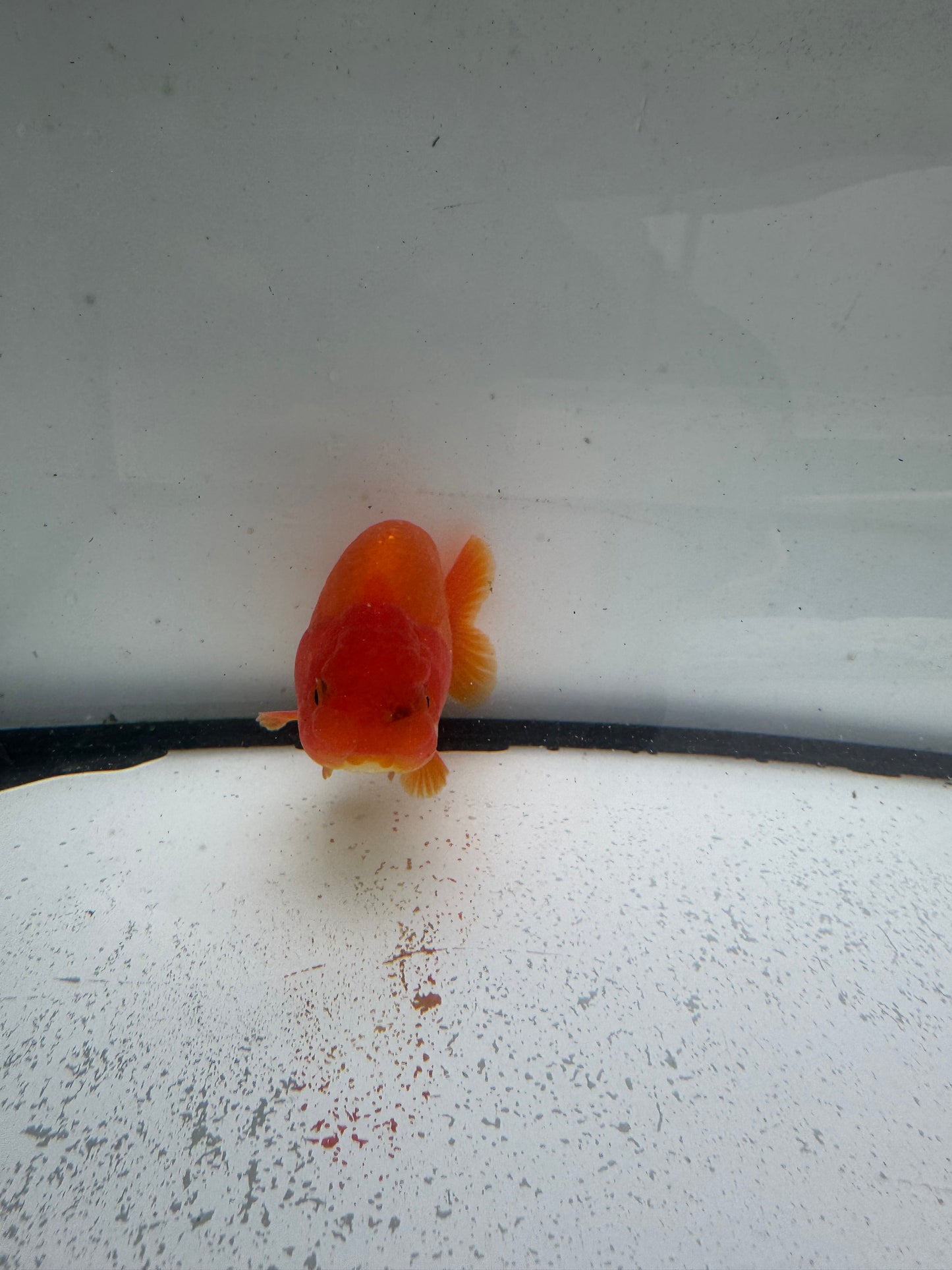 Red&white Ranchu WVF993