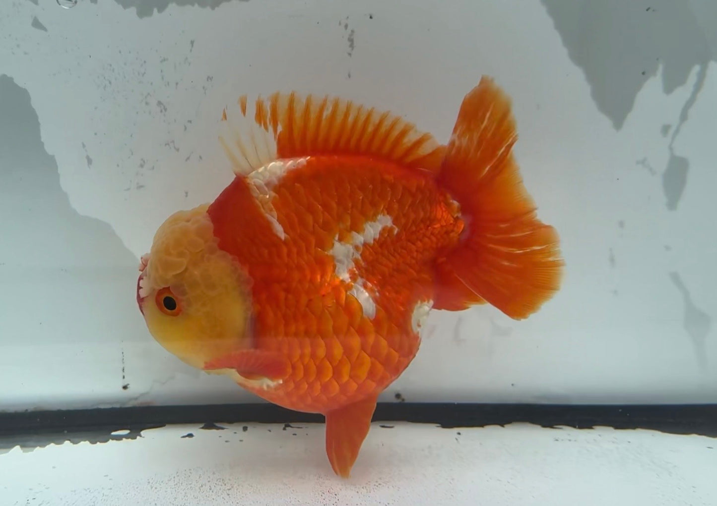 Red&white shortail. WVF1050