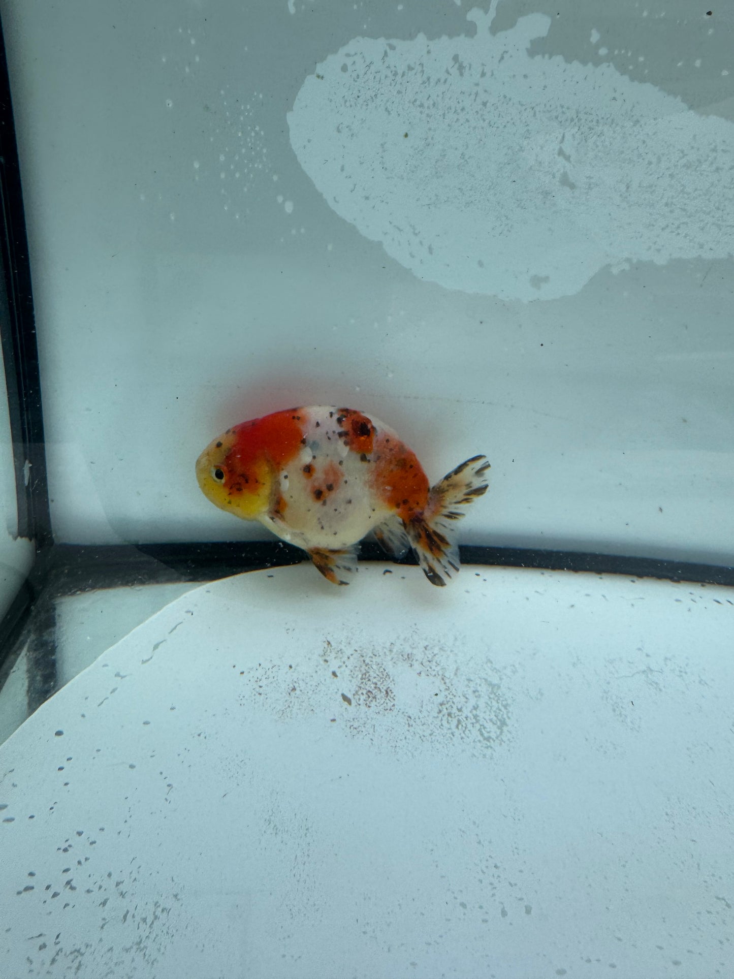 Calico Ranchu. WVF954
