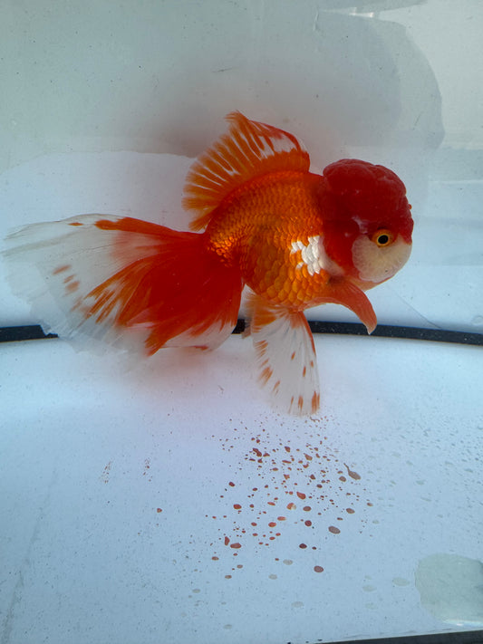 Red&white Oranda. WVF604