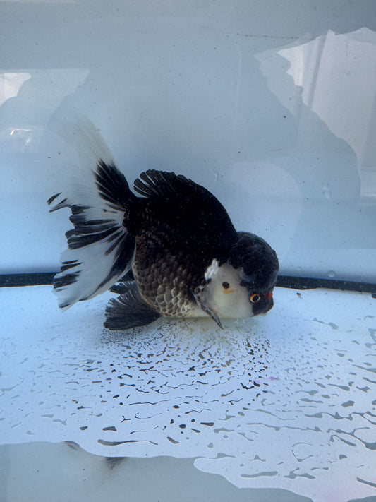 Panda/tricolour. WVF580