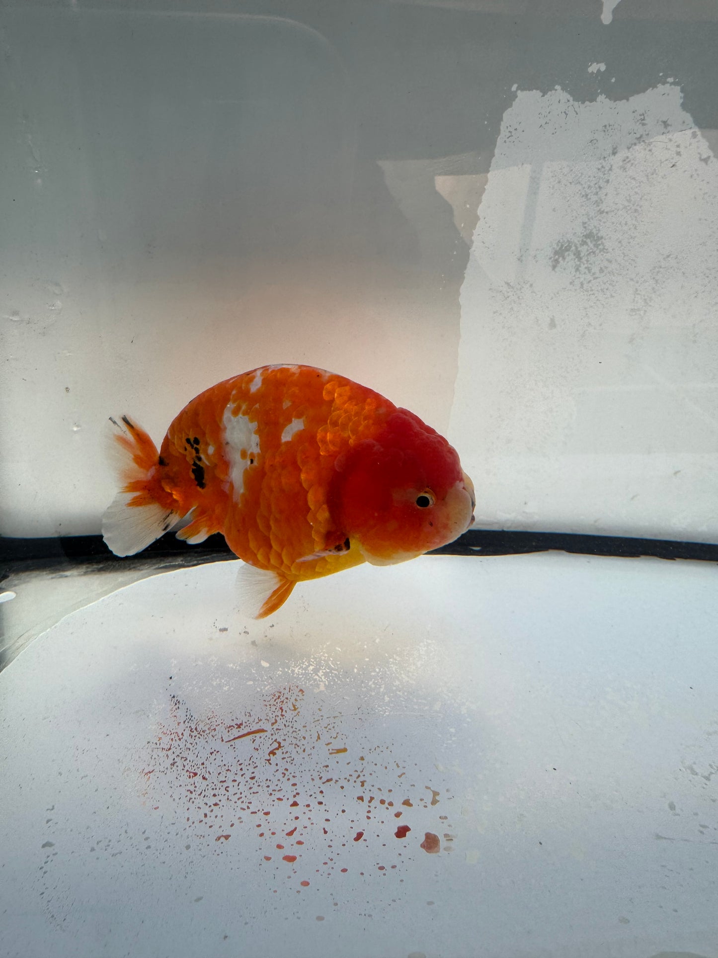 Sakura Ranchu. WVF1096