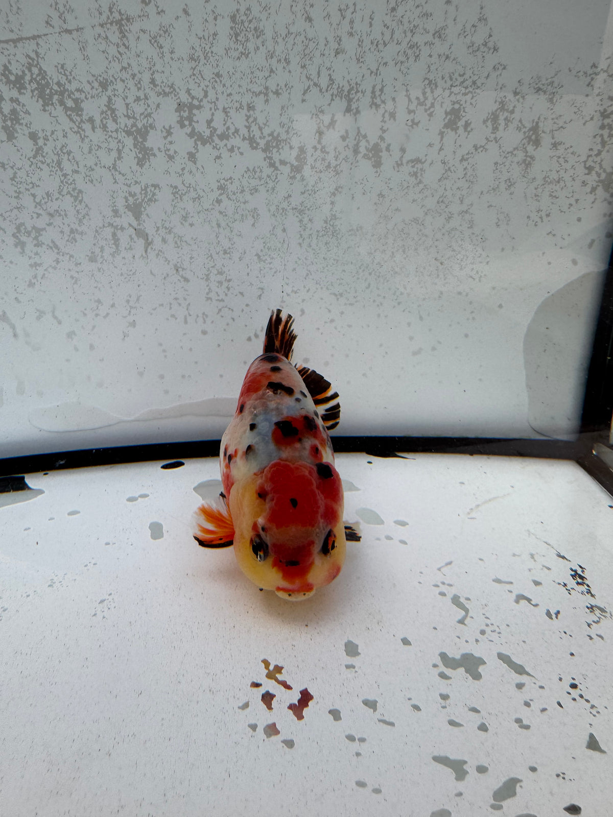Calico Ranchu. WVF1255
