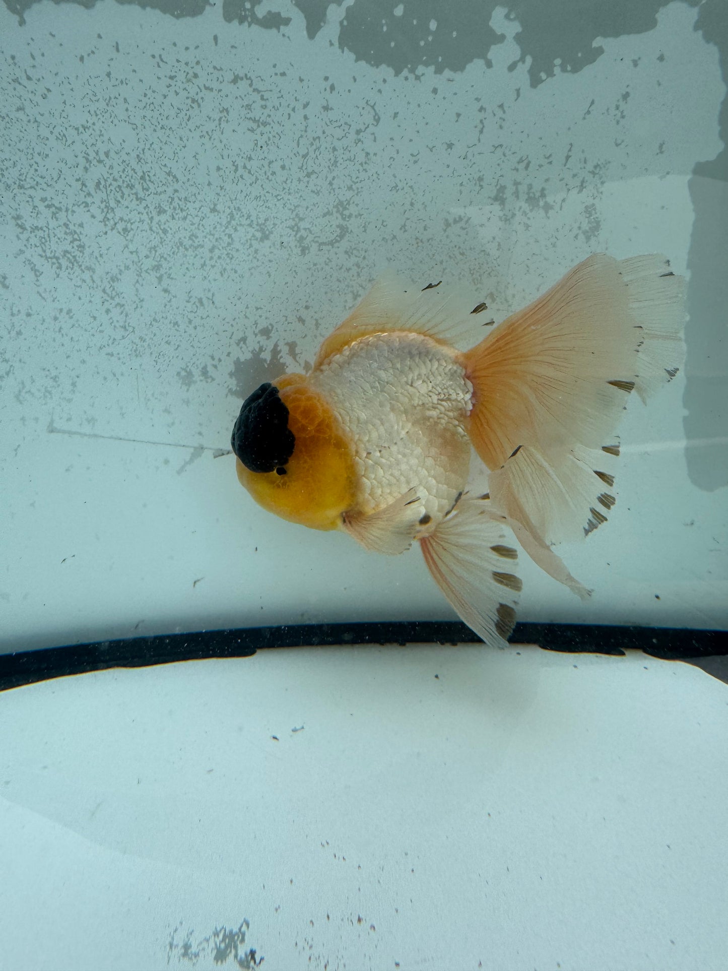 Panda Oranda. WVF1131
