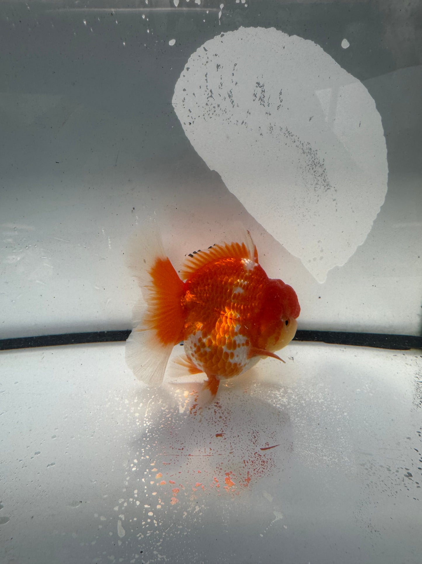 Red&white Oranda. WVF936