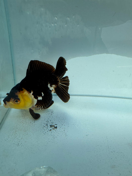 Panda/Tricolour Oranda. WVF324,direct from Nana goldfish farm