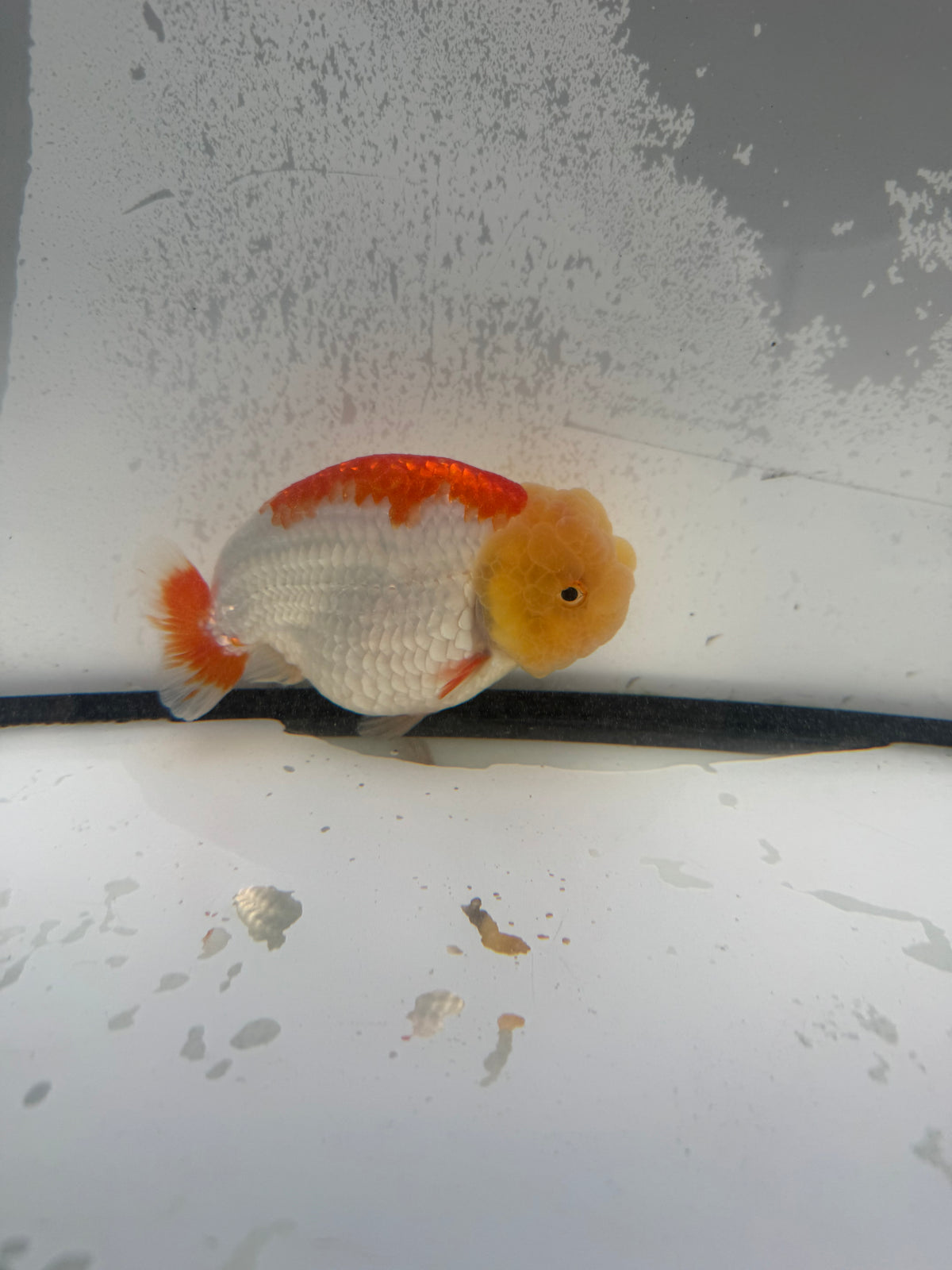 Red&white dragon head Ranchu.  WVF1149