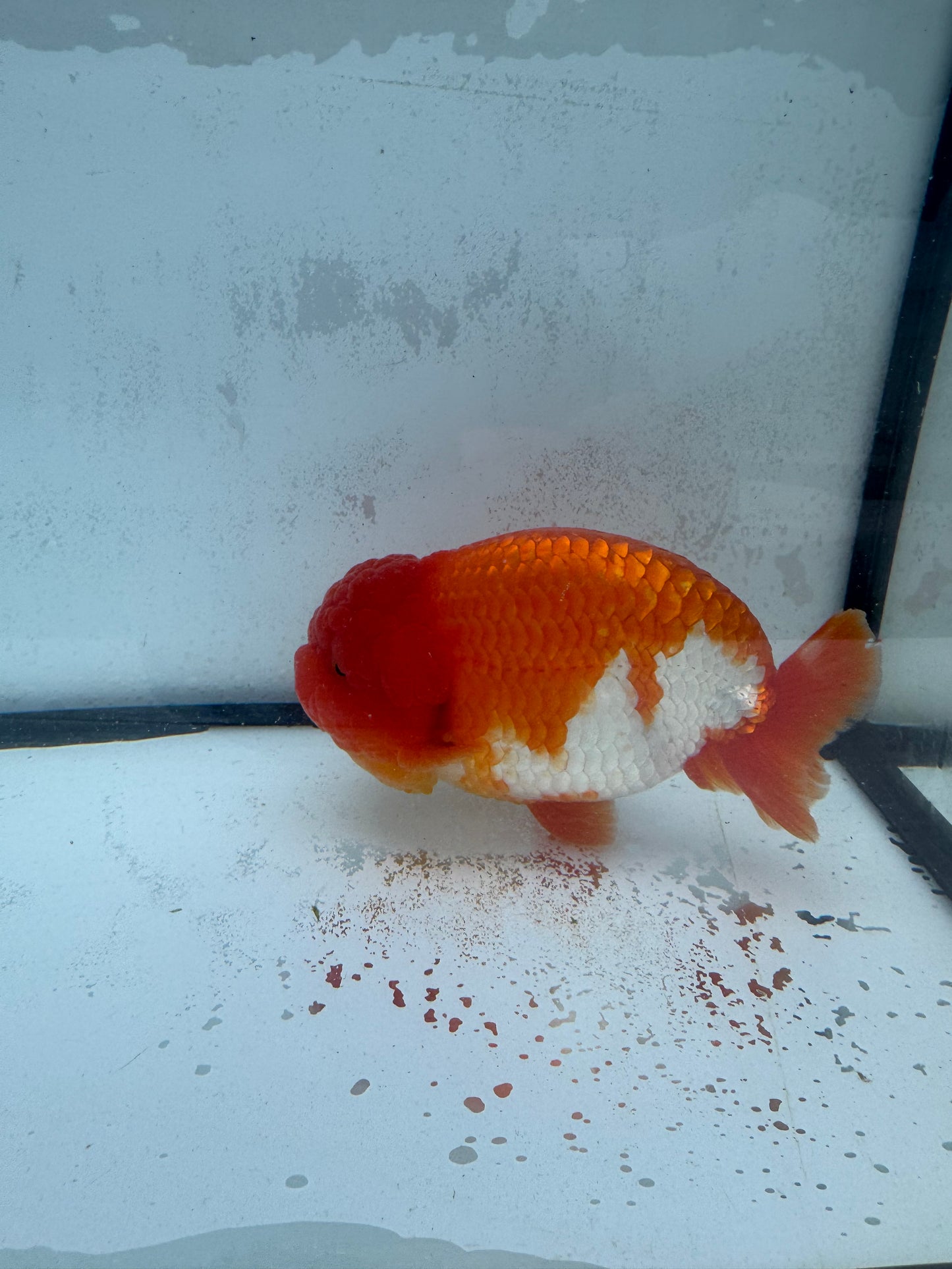 Red&white Ranchu.  WVF453