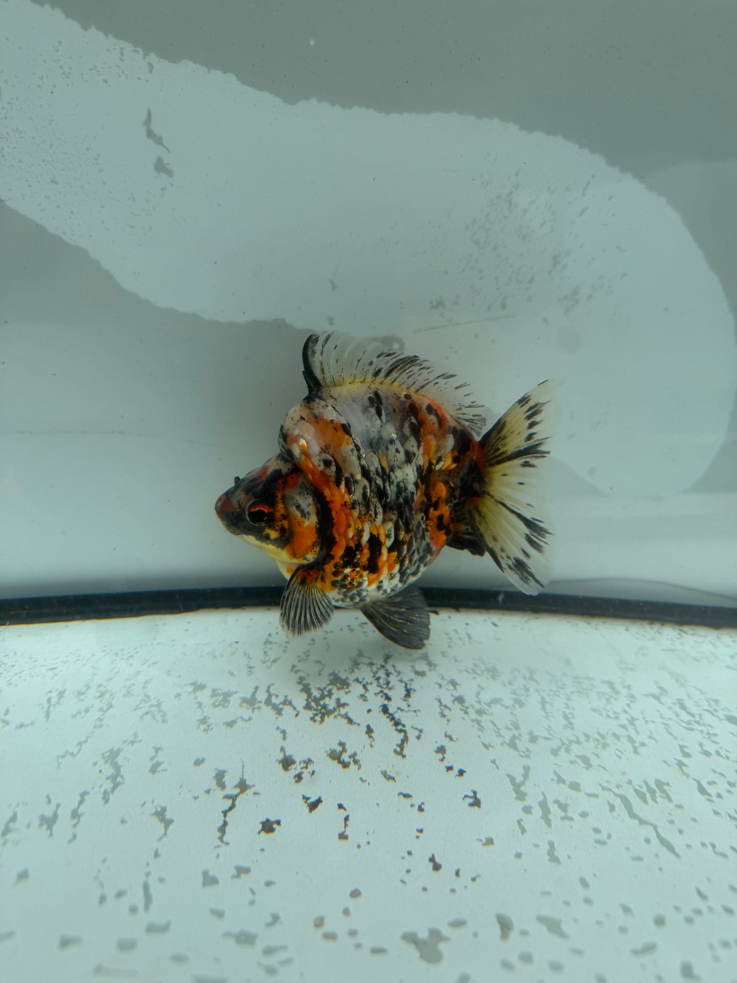 Calico Ryukin. WVF964