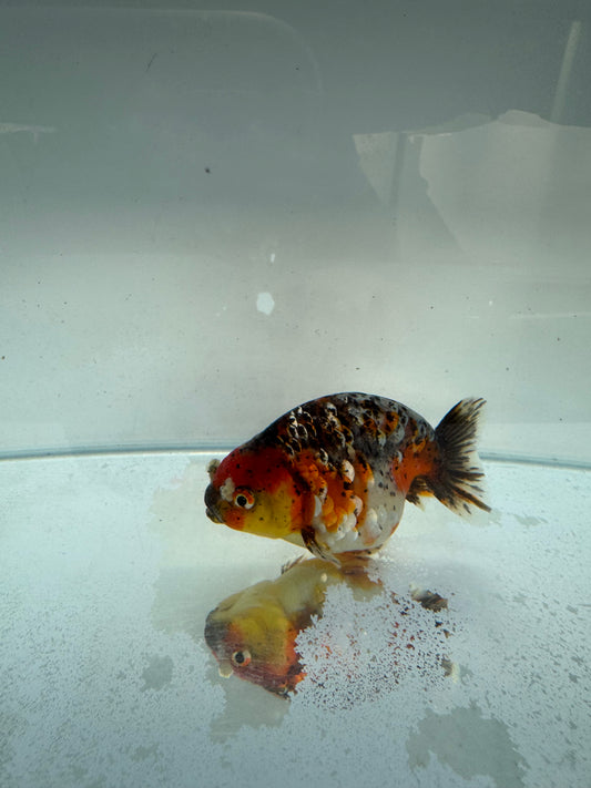 Kirin Ranchu.  WVF309