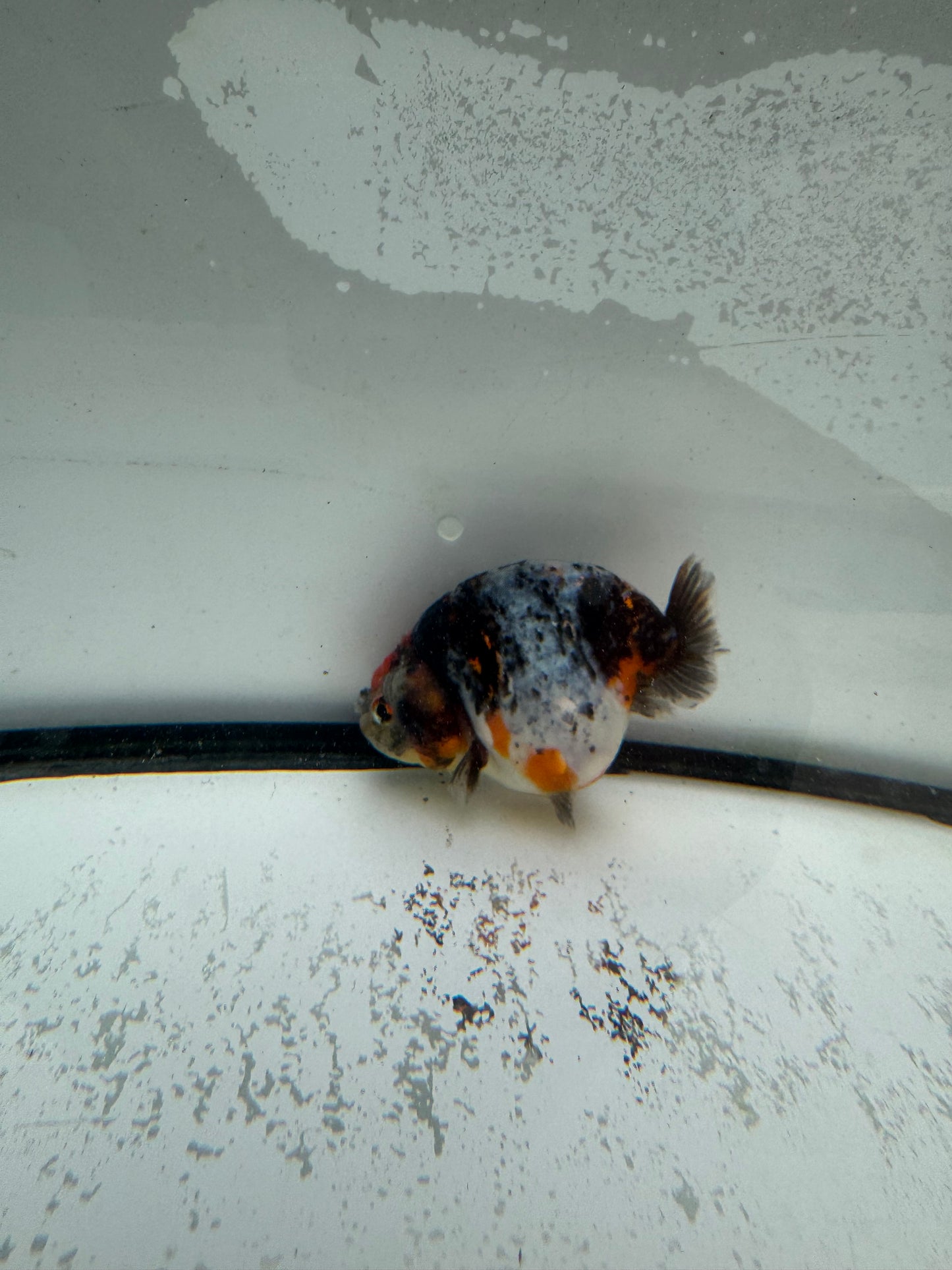 Calico Ranchu. WVF979
