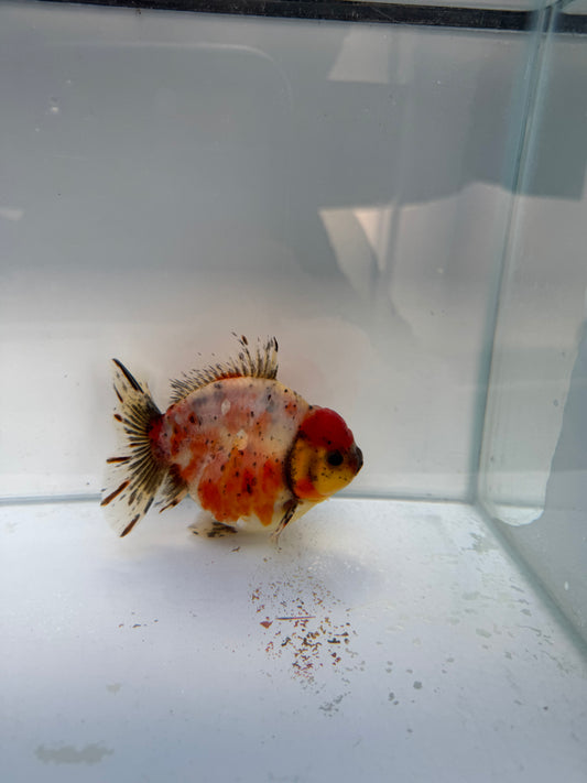 Calico shogun Oranda WVF328 direct from Jack shogun
