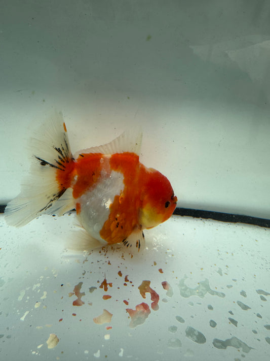 Calico Oranda. WVF1049