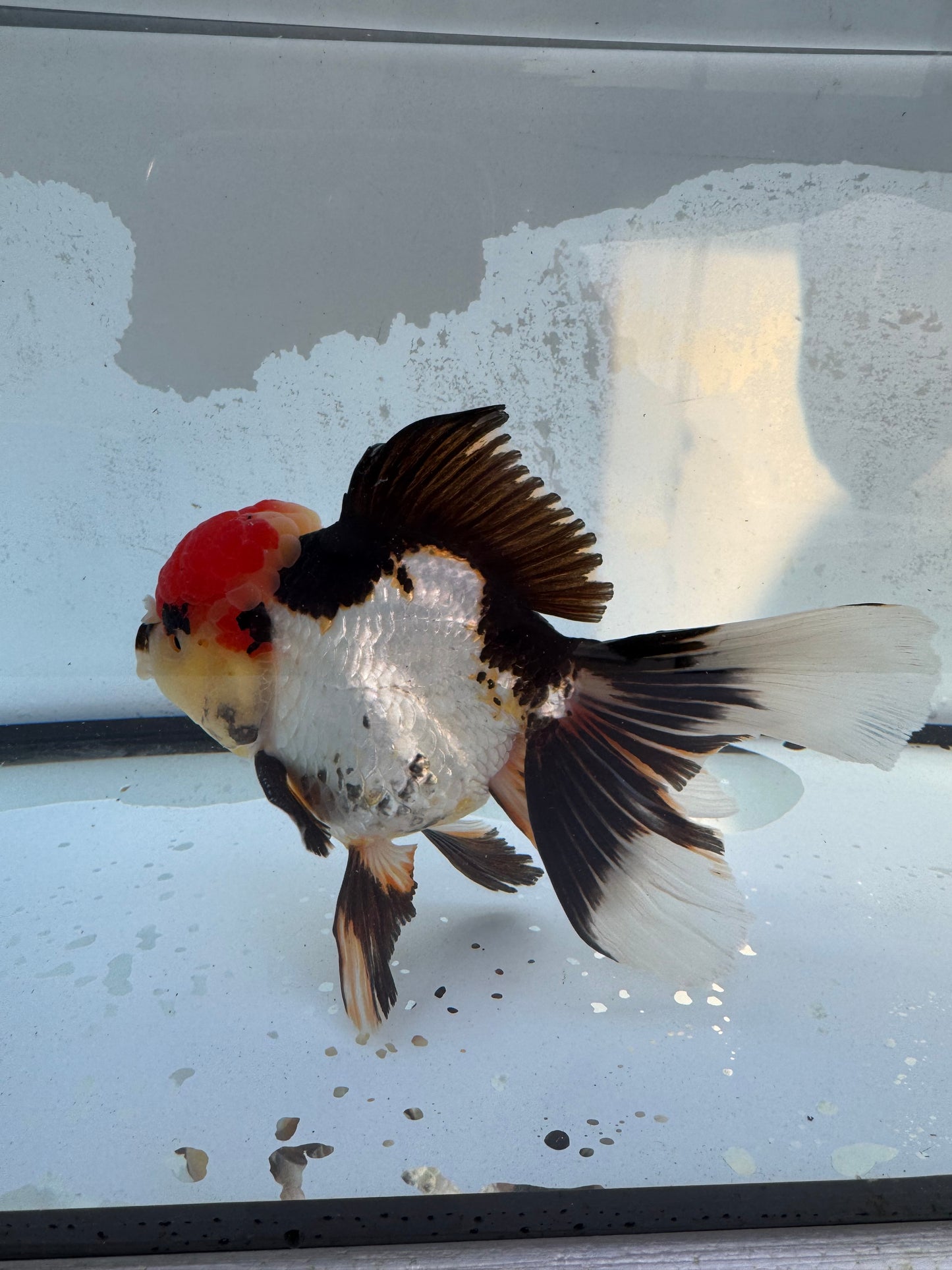 Tricolour Oranda. WVF406