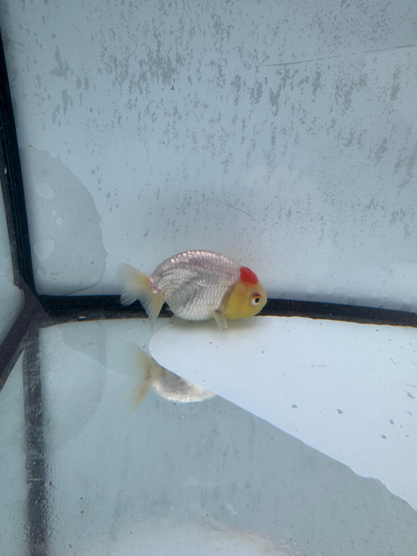 Red&white tancho ranchu. WVF516