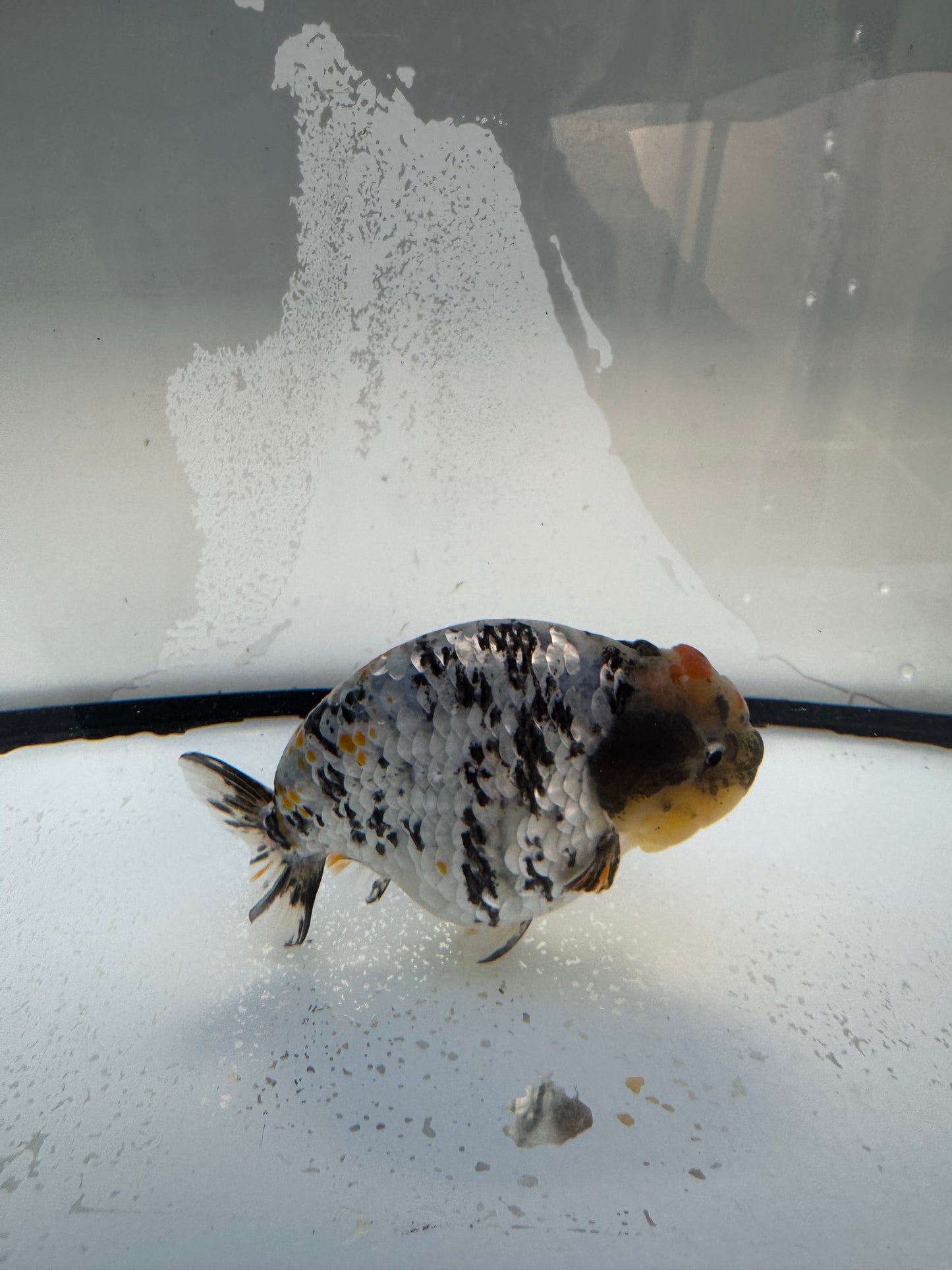 Metalic calico Ranchu. WVF1088