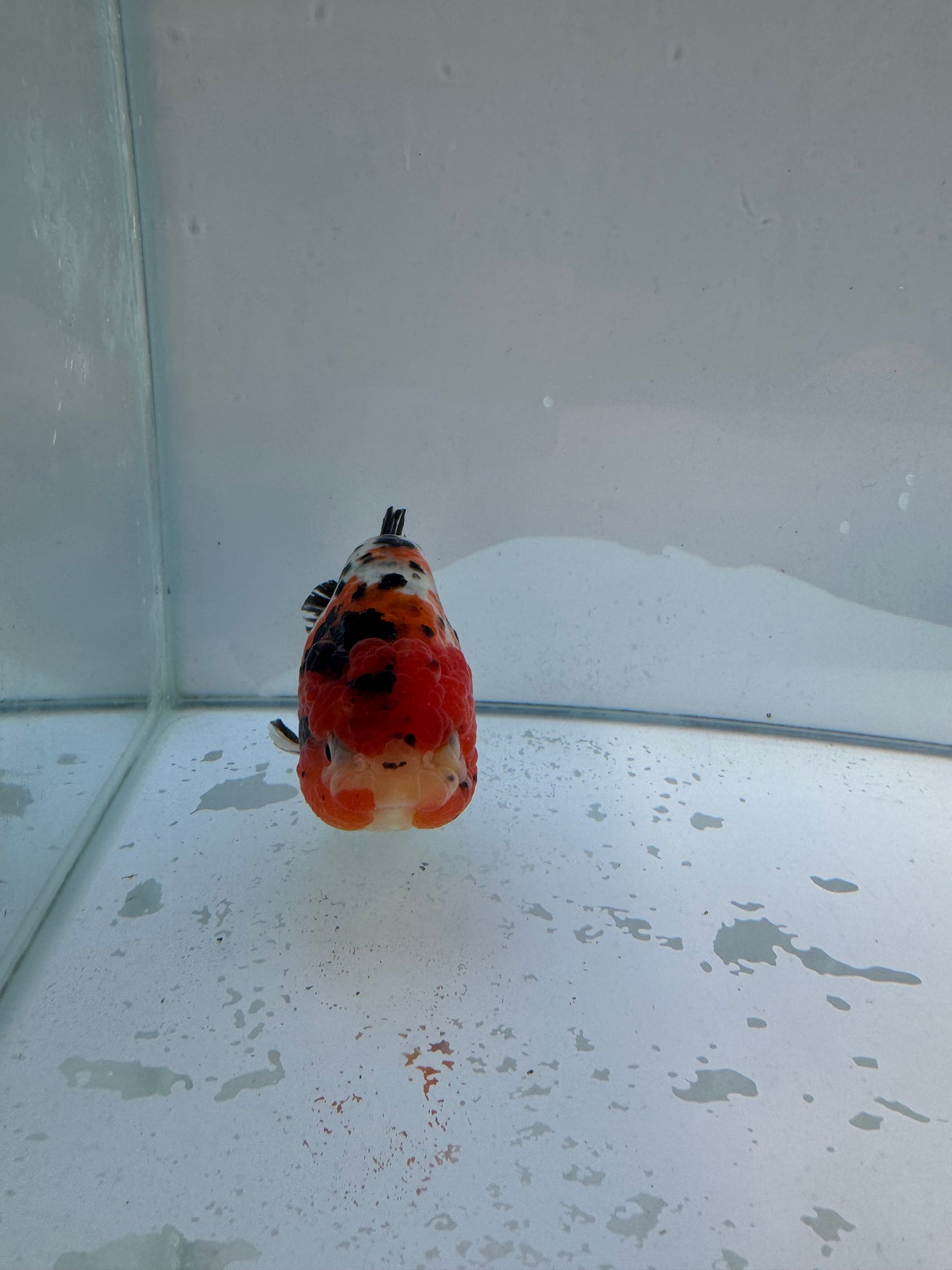 Calico Ranchu. WVF153