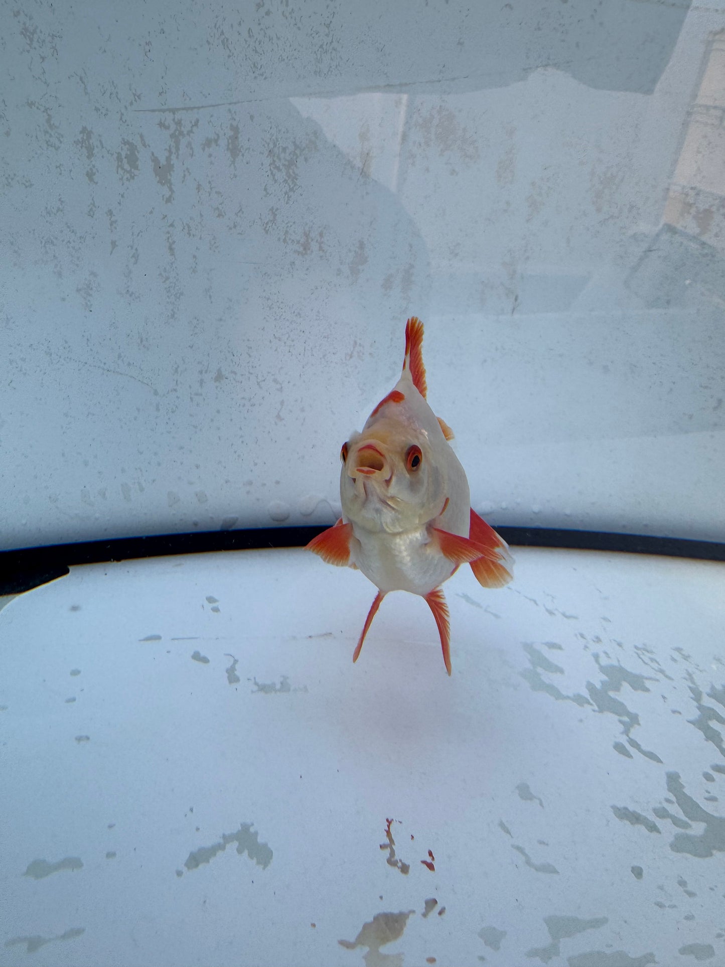 Red&white Broadtail Ryukin. WVF518