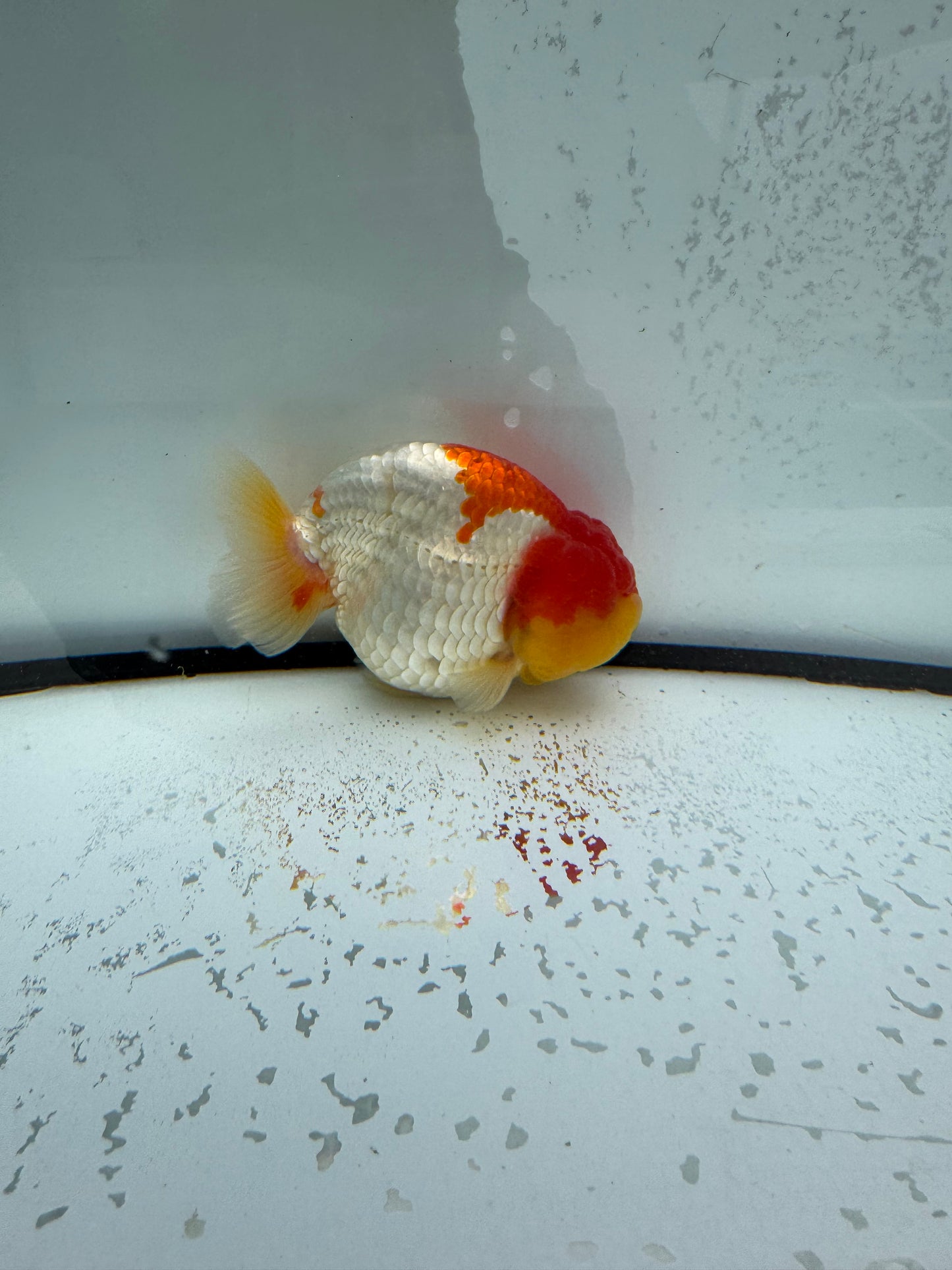 Red&white Ranchu. WVF1107