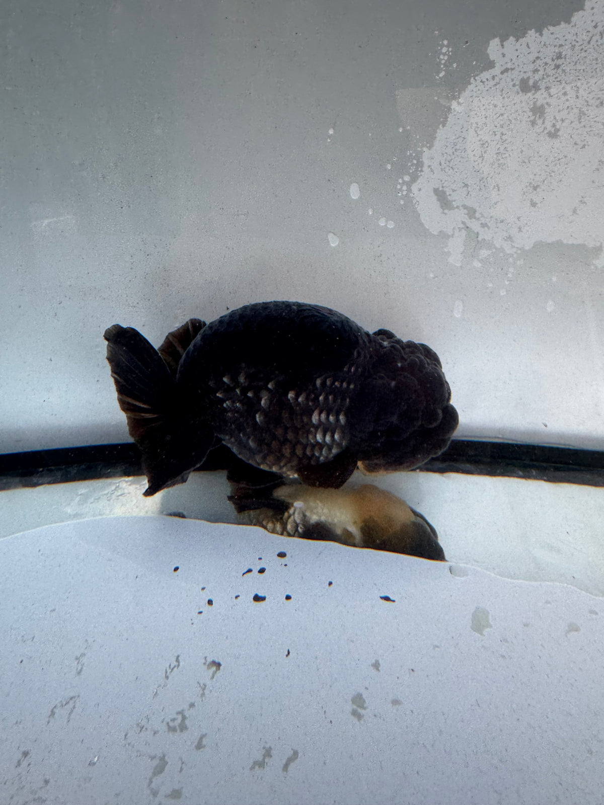 Ochiba Ranchu. WVF1239