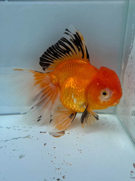 Oranda   WVF024