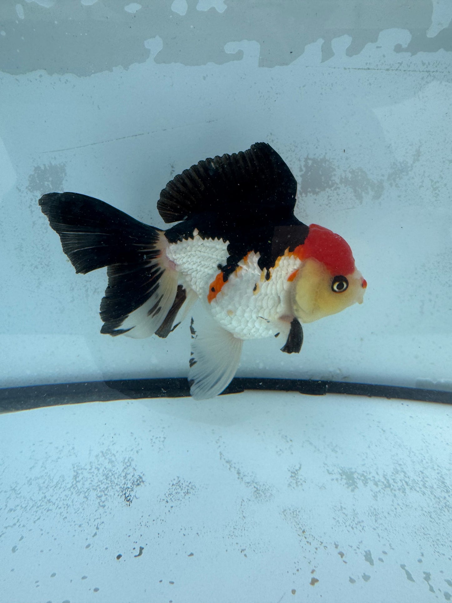 Tricolour Oranda. WVF451