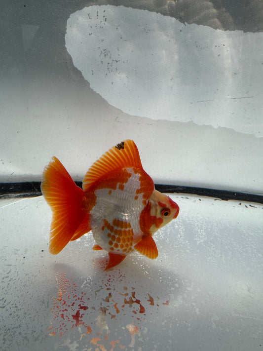 Red&white Ryukin. WVF1031