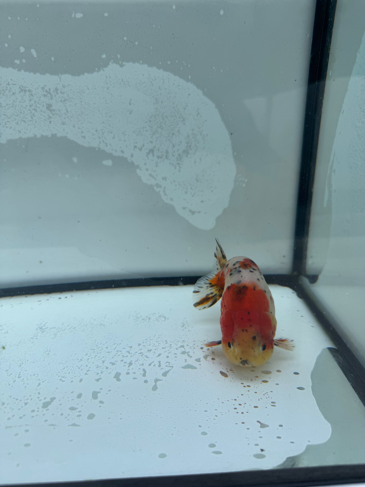 Calico Ranchu. WVF954