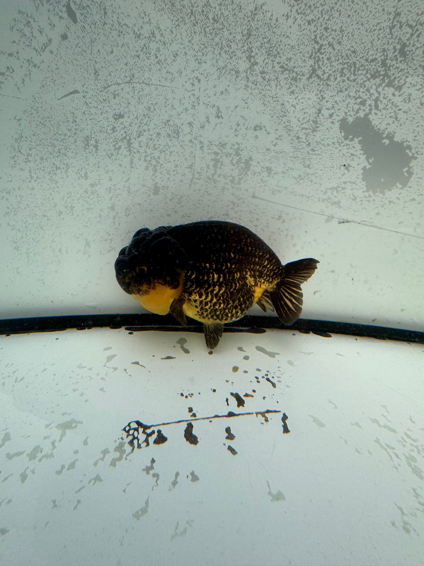 Dragonhead Ranchu. WVF1157